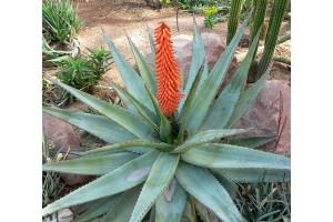 Aloes Noir  (cape) (to be translated)